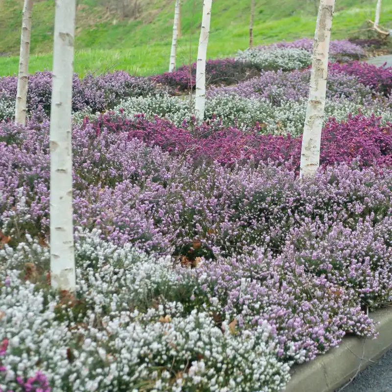 Nur Für Kurze Zeit Winterheiden Mischung (rot + rosa + weiß) (x6)
