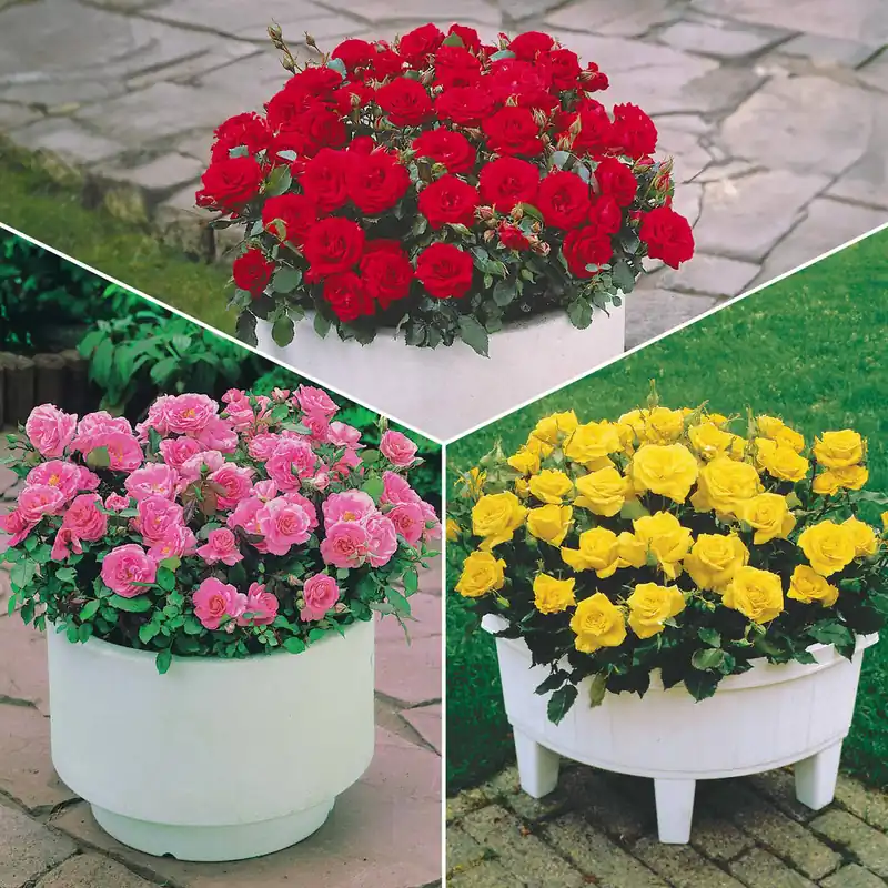 Schnäppchen Randilla-Mini-Rosen: rot + gelb + rosa (x3)