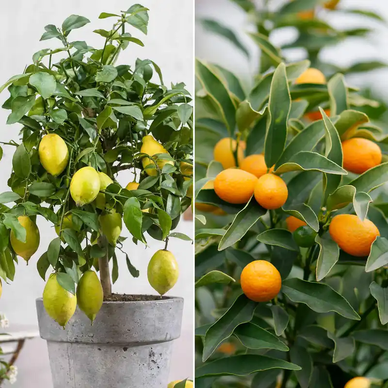 Zitrus-Kollektion Kumquat & Zitronenbaum (x2) Kostenfreie Lieferung