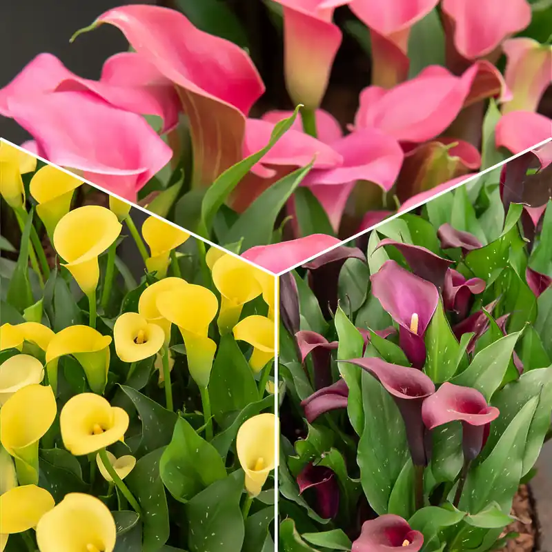 Calla Mischung (rosa + gelb + purpur) (x3) Sonderangebot