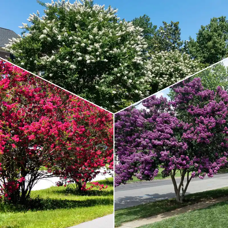 Kreppmyrten Kollektion Rot/Violett/Weiß (x3) Expressversand