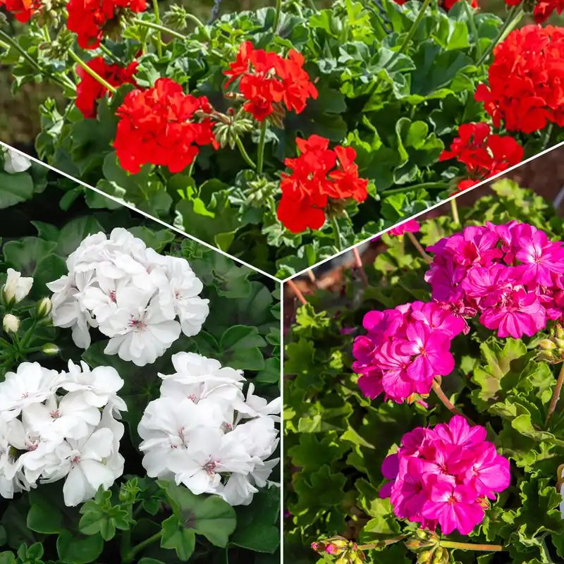 Beetgeranien (rot, weiß, Dark Lilac) (x6) Finale Aktion