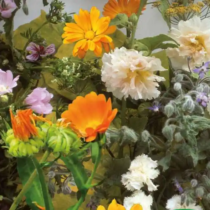Essbare Blüten & Kräuter Mischung (2 m²) Solange Der Vorrat Reicht