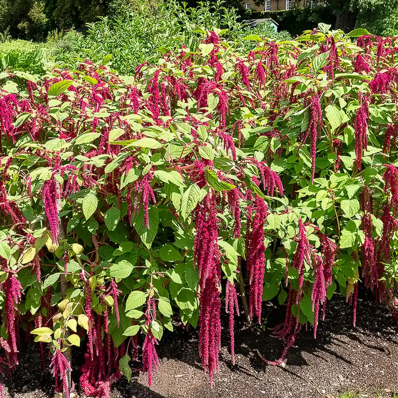 Markenprodukt Roter Fuchsschwanz