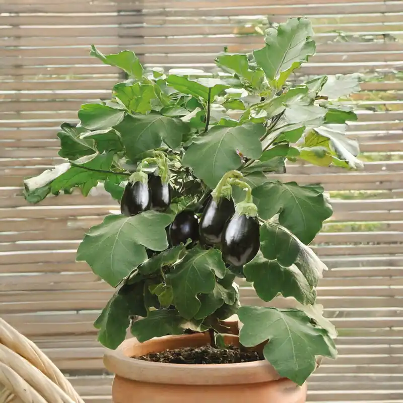 Kostenfreie Lieferung Topf-Aubergine 'Patio Baby' F1
