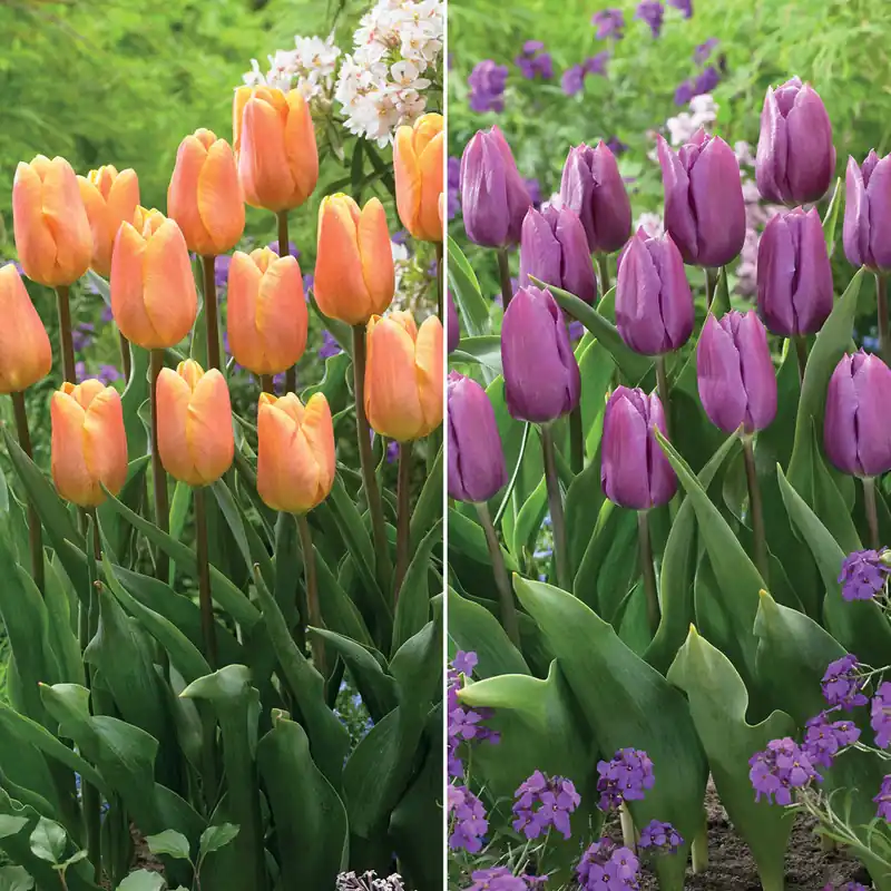 Triumph-Tulpen Kollektion ‘Belleville’ & ‘Blue Beauty’ (x20) Sofort Bestellen