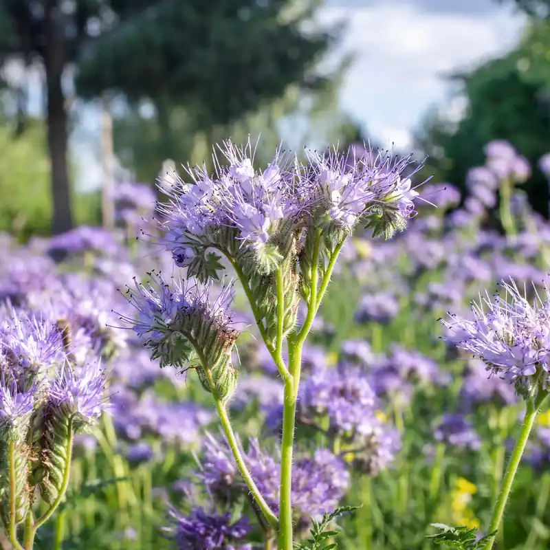 Phacelia Bio Highlight