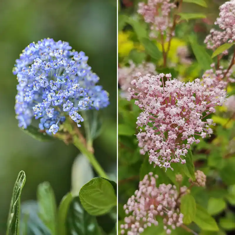 Heißes Angebot Ceanothus-Sammlung (x2)