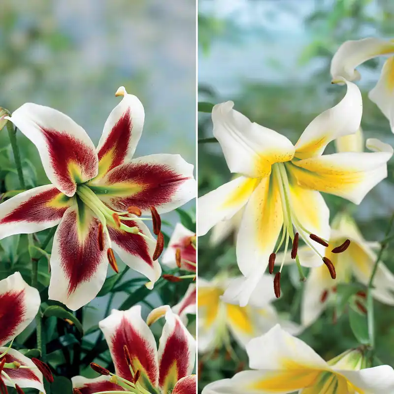 Super-Preis Lilien-Kollektion (x6)