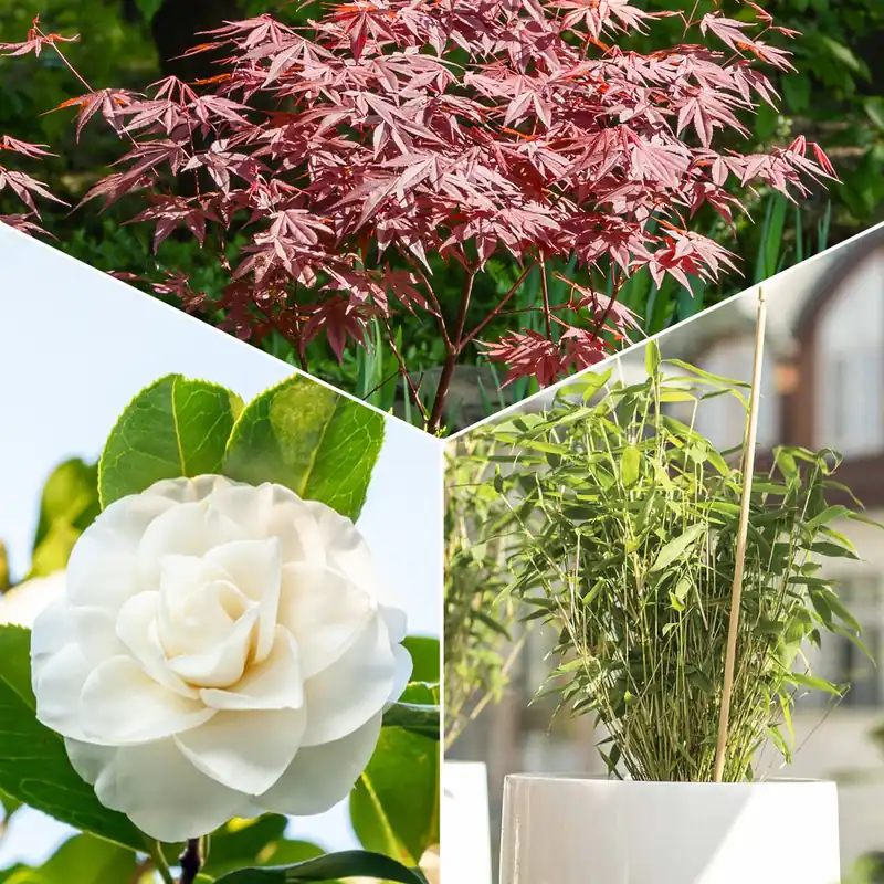 Garten- & Terrassensträucher im Japan-Stil (x3) Heißes Angebot