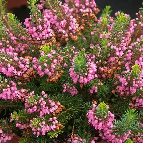 Cornwall-Heide Mrs. D.F. Maxwell Gratis Versand