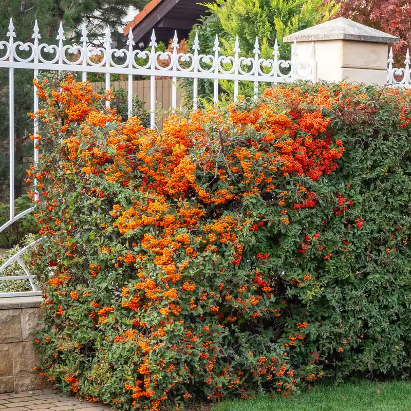 Preisreduziert Feuerdorn ‘Saphyr Orange’®