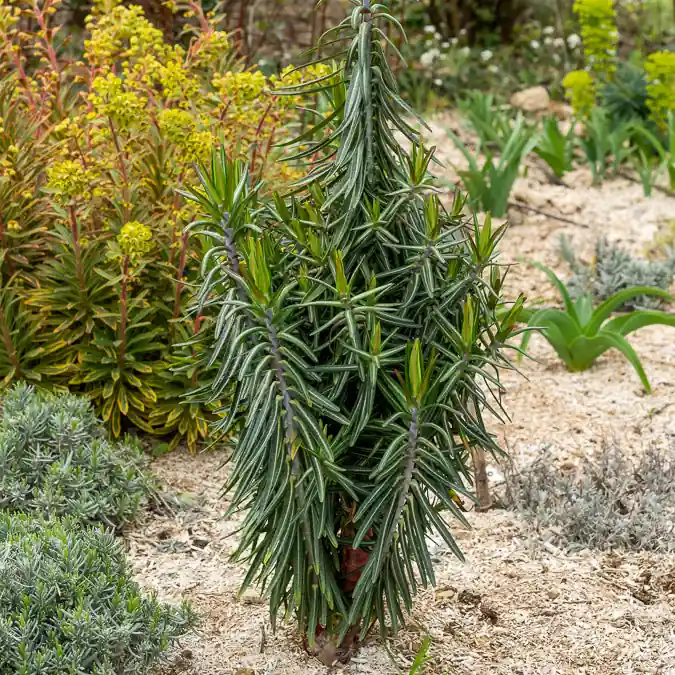 Garten-Wolfsmilch Neu Im Sortiment