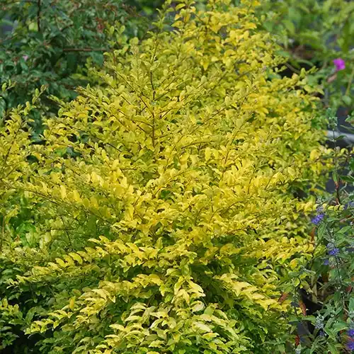 Chinesischer Liguster Sunshine Preiswert