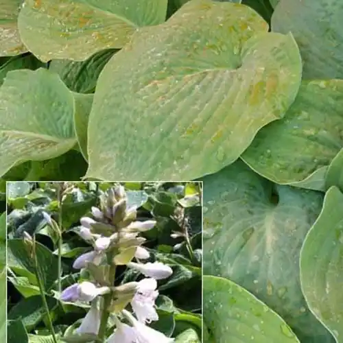 Hosta Bressingham blue Funkia Rabatt