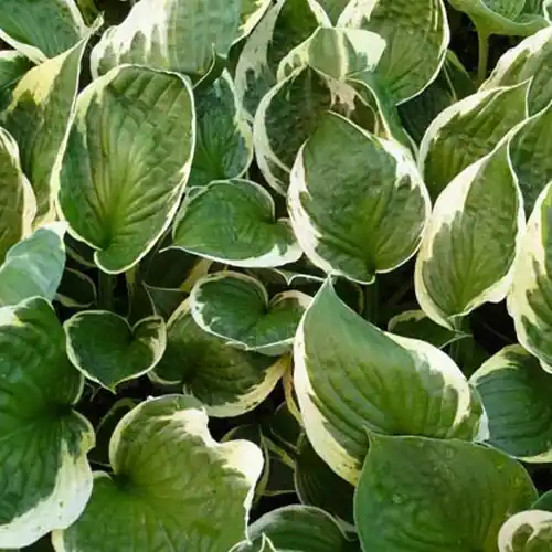 Mega-Angebot Hosta Independence Funkia