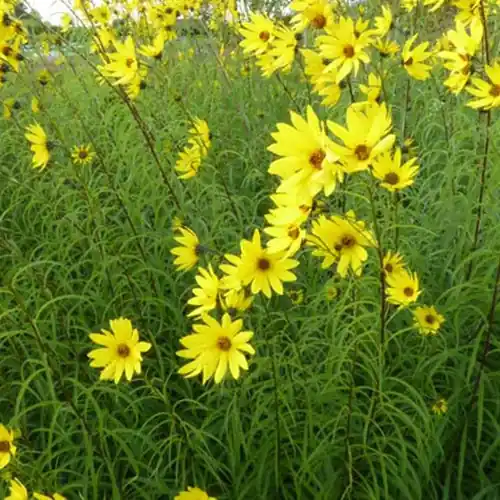 Geprüft Weidenblättrige Sonne