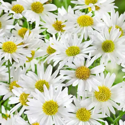 Aktuell Schönaster 'Alba'