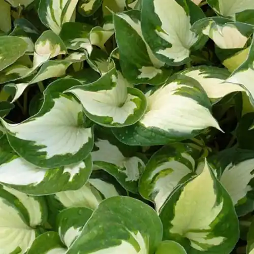 Hosta Reversed Funkia Knallerangebot