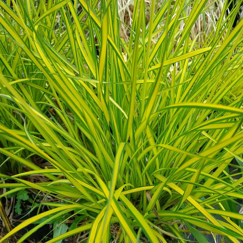 Neu Segge ‘Aurea’