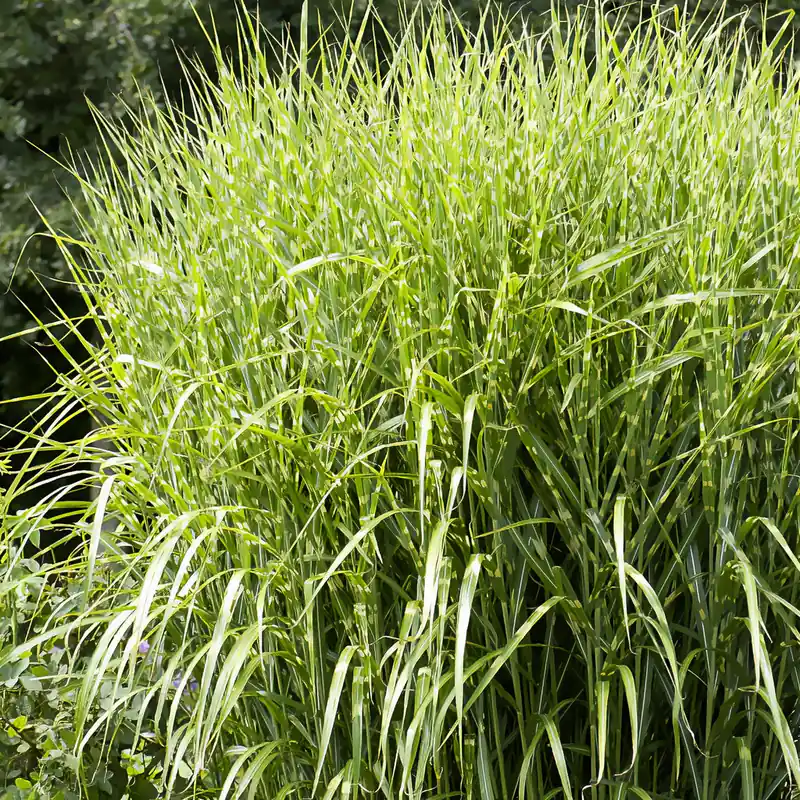 Sonderangebot Chinaschilf ‘Zebrinus’