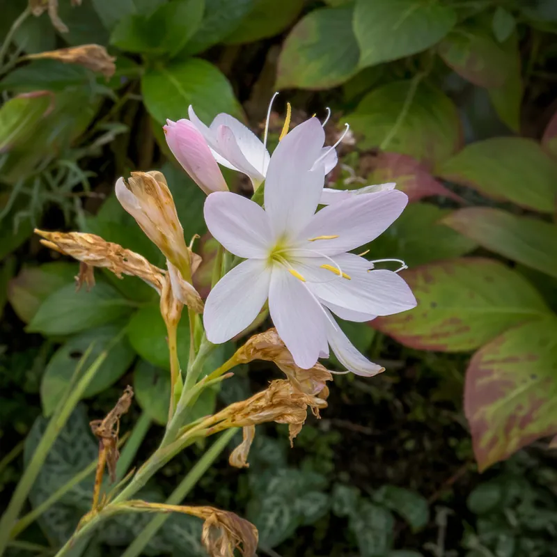 Kaffernlilie weiß (Schizostylis) Kostenfreie Lieferung