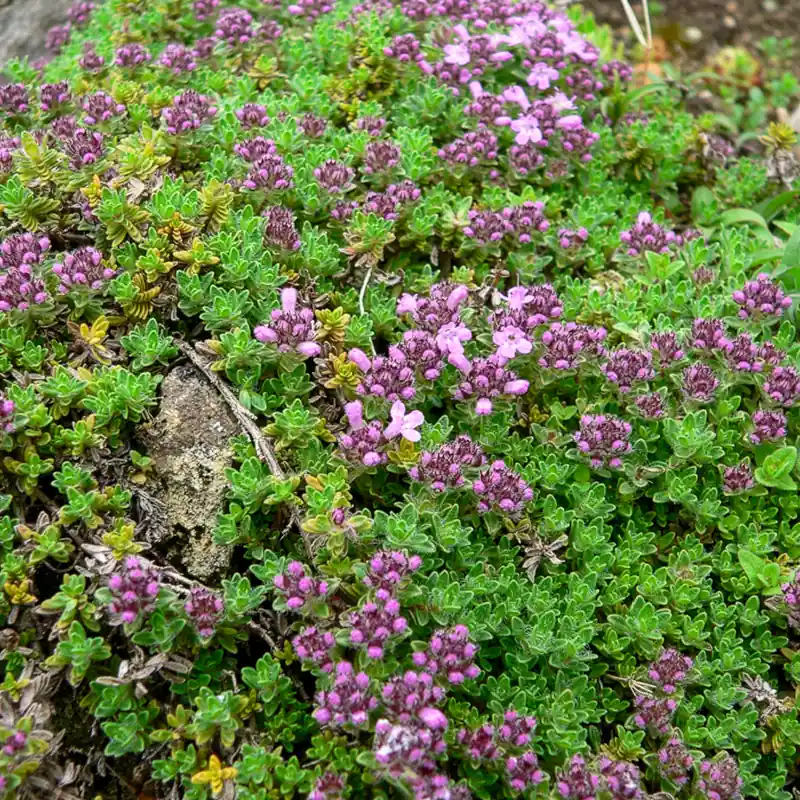Schnäppchen Frühlingsthymian Bressingham