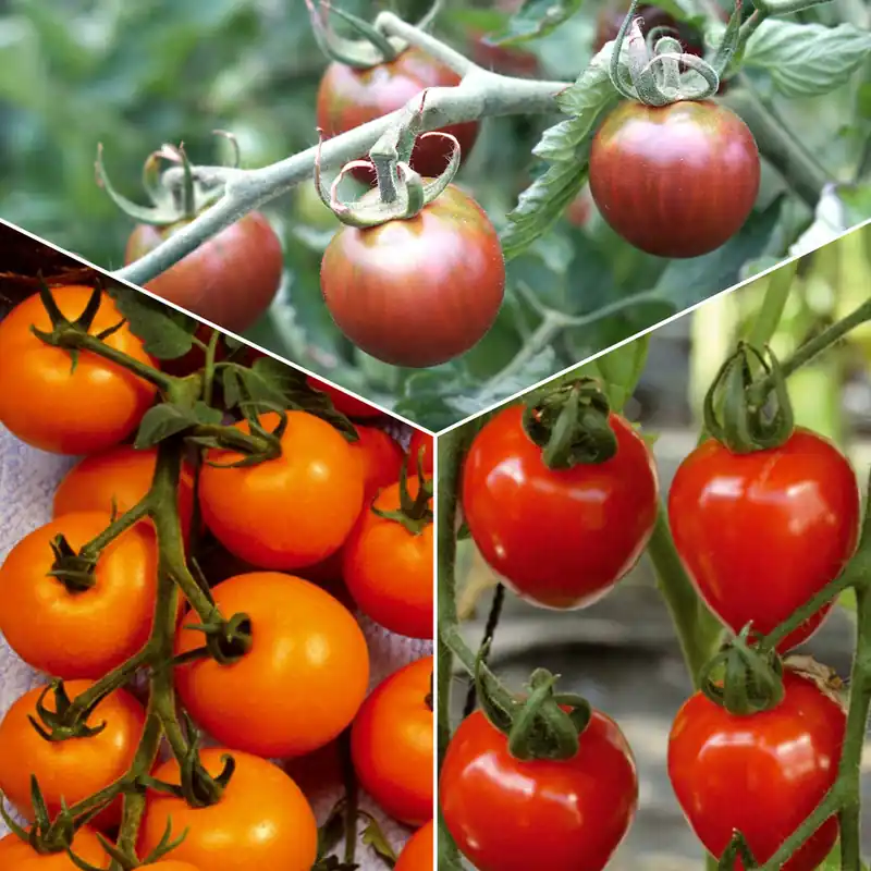 Sammlung von Kirschtomaten Wochenendangebot