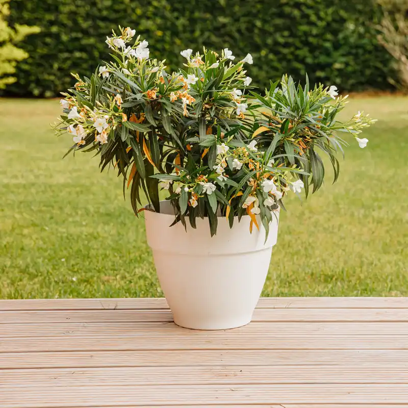 Oleander weiß Preisknaller