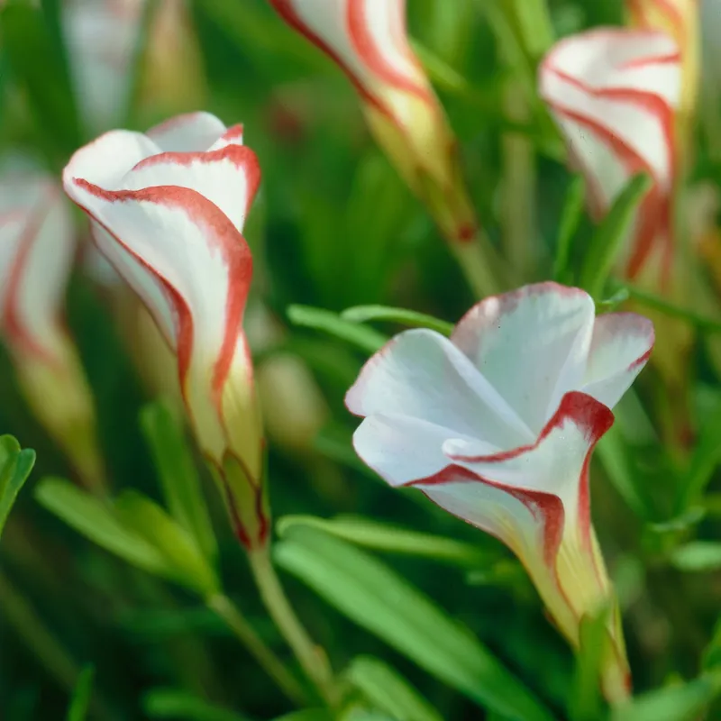 Meistverkauft Oxalis ‘Versicolor’ (x15)