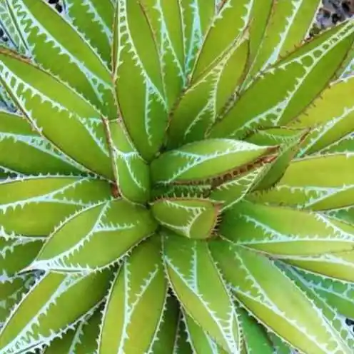 Agave ‘Impressive’ Sonderangebot