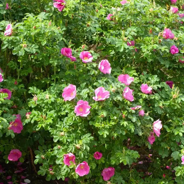 Kartoffelrose ‘Rubra’ Preiswert