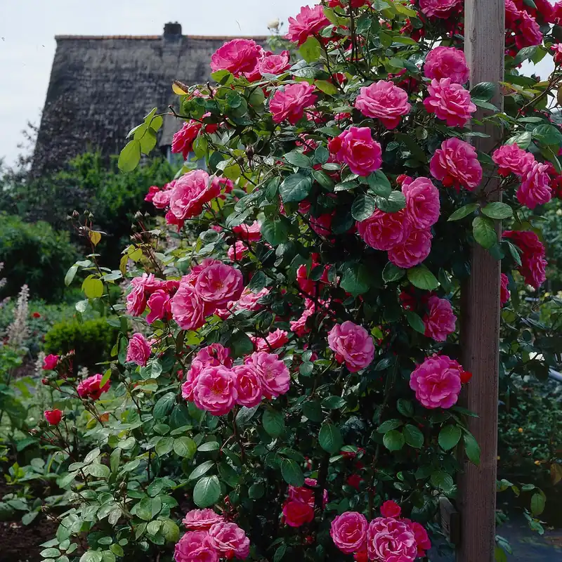Wochenendangebot Kletterrose rosa