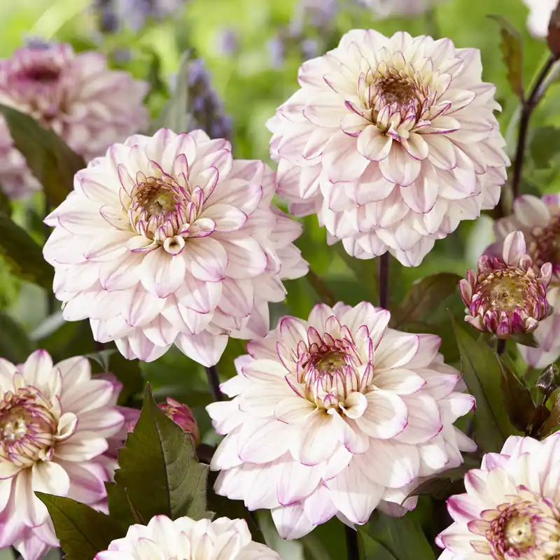 Highlight Dekorative Dahlien 'Flashback'