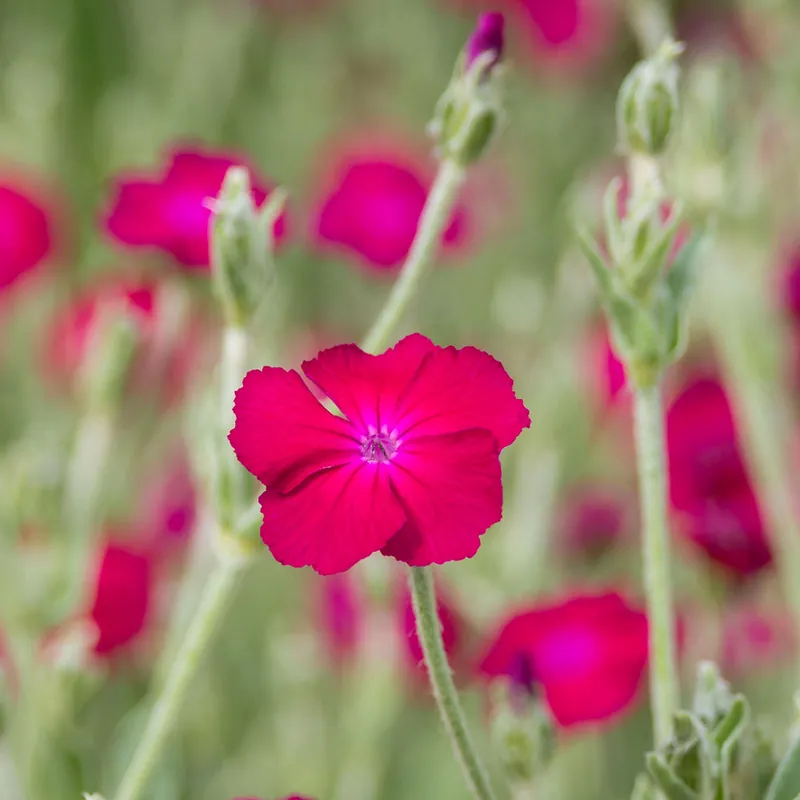 Angebot Vexiernelke 'Atrosanguinea'