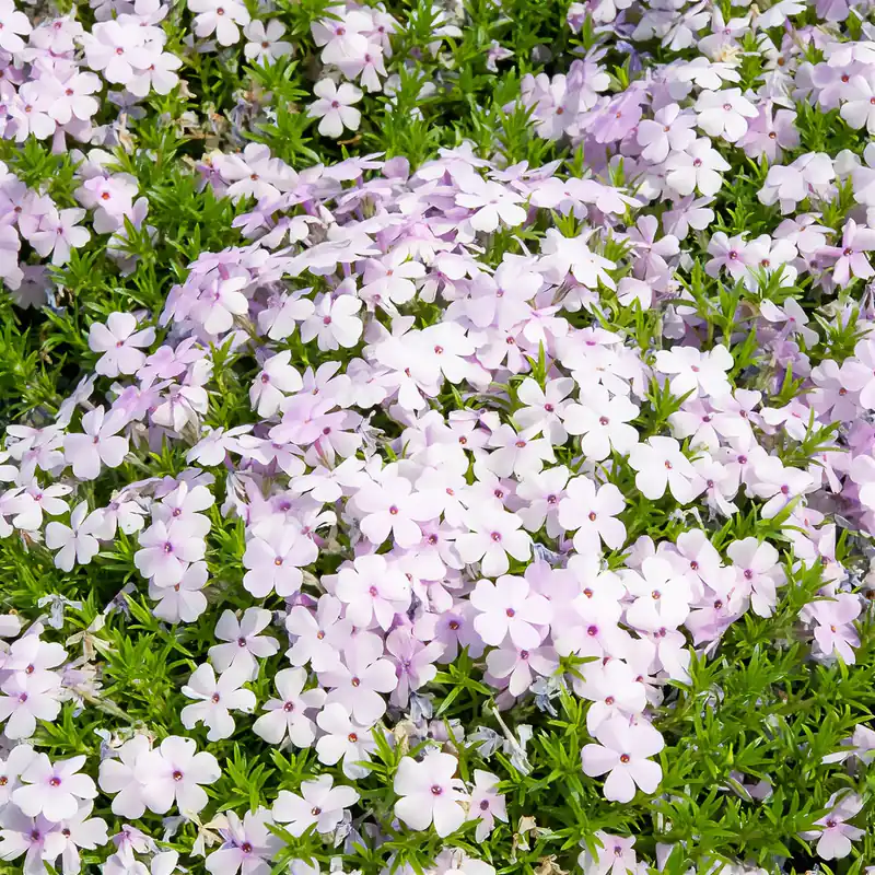 Teppich-Phlox ‘Lilac Cloud’ Must-Have