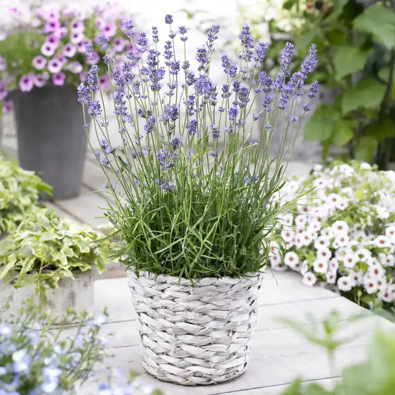 Bestpreis Echter Lavendel Munstead