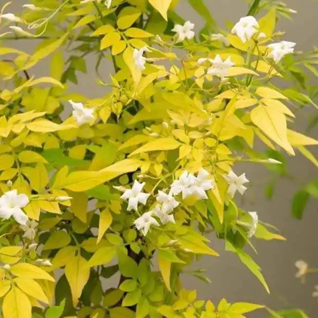 Kracherpreis Echter Jasmin 'Fiona Sunrise'