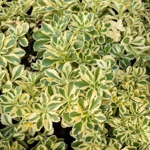Mega-Angebot Sedum Atlantis