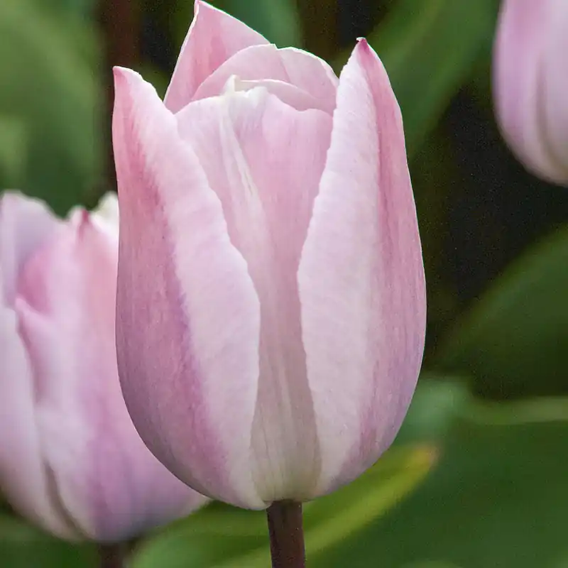 Markenware Triumph-Tulpen Silver Cloud
