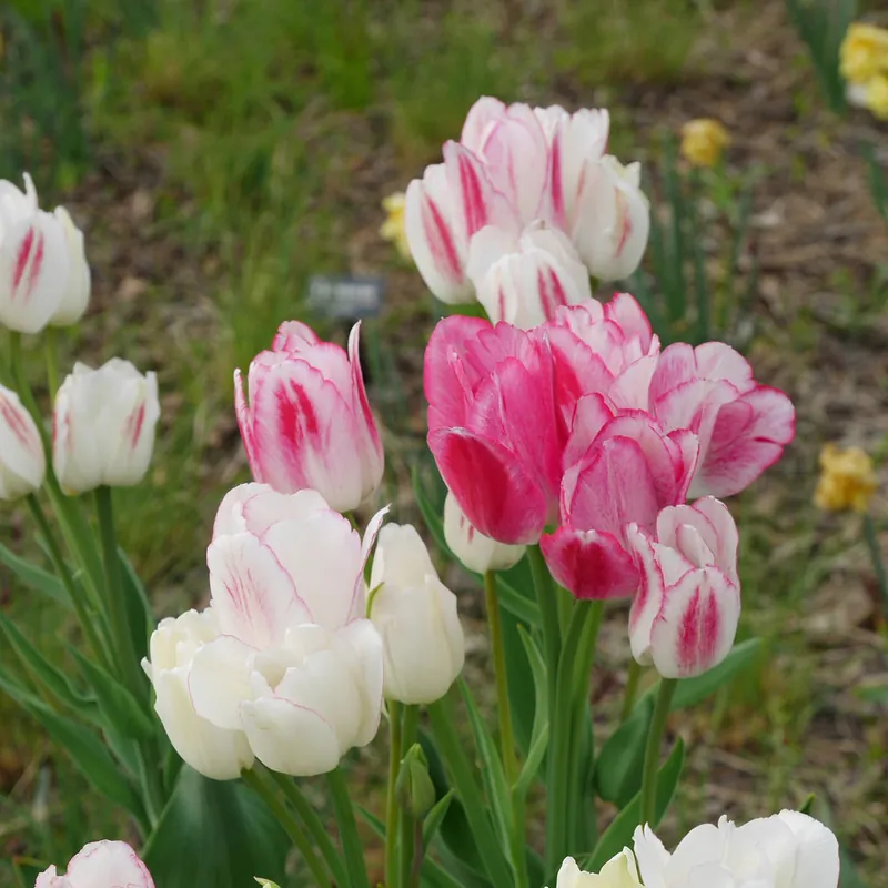 Pluriflores-Tulpen Candy Club Sofort Bestellen