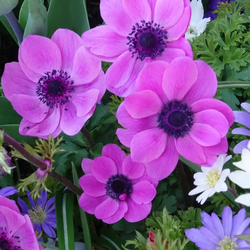 Anemonen coronaria - Rosa Preiswert