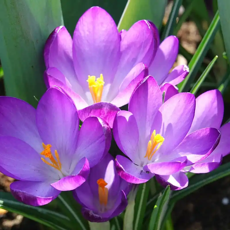 Highlight Hybridkrokusse Ruby Giant
