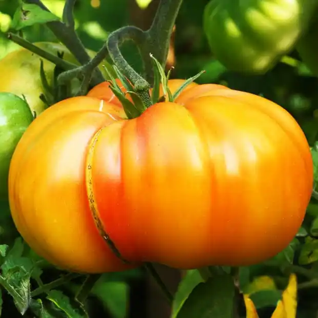 Ananas-Tomate Geprüft