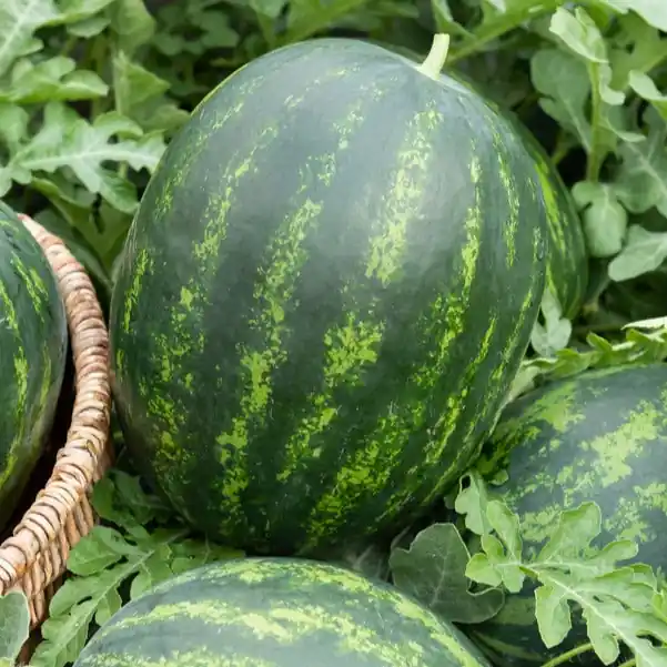Wassermelonen Mini-Love Highlight