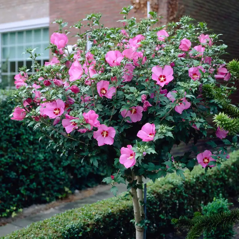 Garantierte Lieferung Hibiskus-Stämmchen