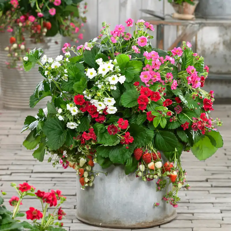 Neue Ware Erdbeeren ‘Summer Breeze’ Mischung (x3)