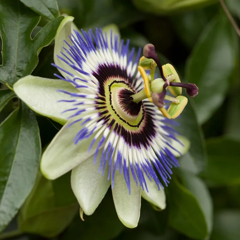 Blaue Passionsblume (Samen) Mega-Angebot