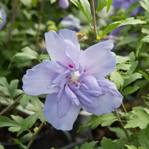 Hibiskus ‘Blue Chiffon’ Direktkauf