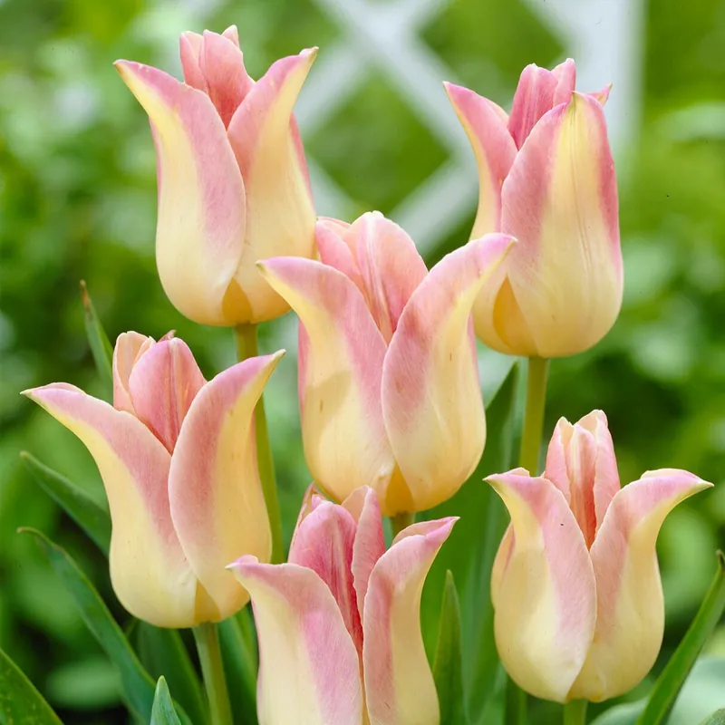 Must-Have Lilienblütige Tulpen ‘Elegant Lady’ (x5)